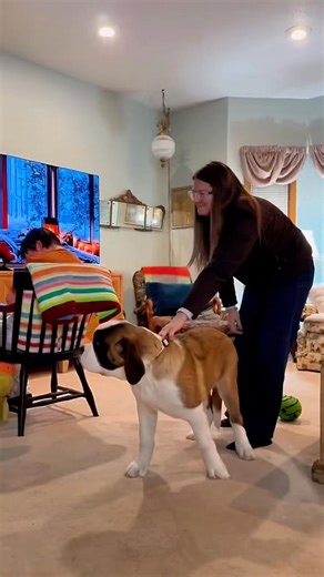 37K views · 1.2K reactions | Meribelle’s first class learning back block and dopamine recall. She got her first vest and will practice wearing it… So proud of this puppy girl and the job she is being trained to do. Her hoooman parents are awesome and she will take a good care of her hoooman siblings whom need her service. SBK Meribelle Queen of the Ocean Waves #stbernardkingdom #therapydog #autismawareness #saintbernard #puppies | Yohanka Reyes | Facebook