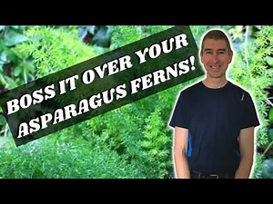 REPOTTING AN ASPARAGUS FERN - make your Asparagus Fern thrive!
