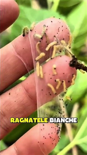 Questo piccolo insetto può defogliare alberi in pochi giorni! 🌱🐛