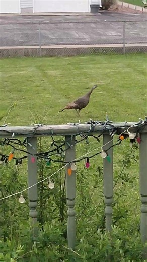 Wild Turkey landed in the yard & LIVE drum beats! #turkey #cuteanimals #wildlife #cute #drums #beats