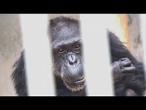 Tokiko, an elderly chimpanzee, 49 years old Tohoku Safari Park Chimpanzee 202505
