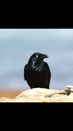 🖤 Meet the Australian Raven_ The Clever Trickster of the Outback! 🖤 Australian Ravens are not just survivors—they’re innovators! Their intelligence an #animals #beautiful | PI Sey