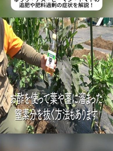 夏野菜の追肥と肥料過剰対策：きゅうり・ナス・ピーマン・トマトのコツ