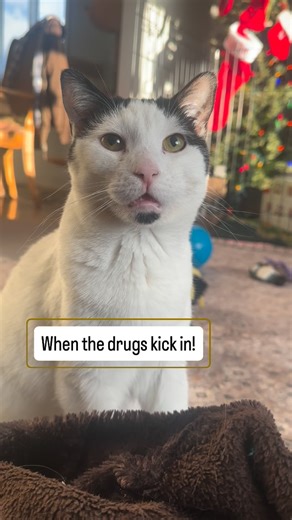 BenBen on Instagram: "Paisley had a little paw accident yesterday, vet visit today revealed she ripped her nail sheath right off. Her poor little paw is tender and sore! Thankfully now she’s all cleaned up and on meds ❤️ and a little highhhh AF #whenthedrugskickin #paisley #benbenfamjam #whatschristmaswithoutavetvisit #traditioninthisfamily"