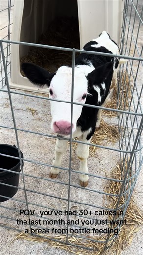 Challenges of Raising Calves on a Farm