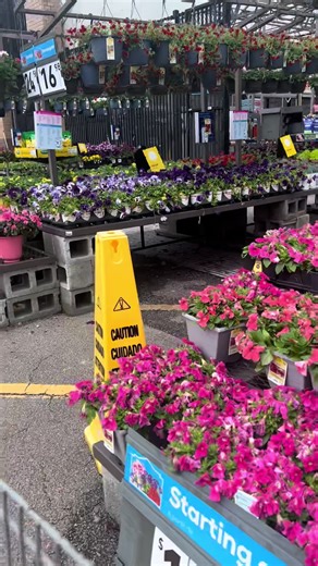That feeling when its spring time at Lowes (and flowers 🌸💕) #fyp #garden #gardening #spring #beginnergardener #zone8b #Adios2023 #crunchy #flowergarden #flowerfarm #flowerfarmer #flowerkiss #flowershower #spring #vegetablegarden #urbanhomesteader #southcarolina #lowes #garden #gardentok #gardening101 #gardeninghacks