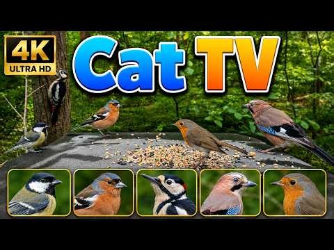 Cat TV 4K Birds for Cats to Watch Robin, Jay, Chaffinch, Woodpecker & Tit