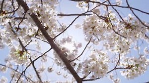 If you're anything like Anne Shirley you know to let your imagination run wild, you dream of flower-filled fields and Queen Anne's lace and get lost in a good book. This light and floral perfume is perfect for you. Explore the world of Anne here: https://goo.gl/a9UqVx | Anne of Green Gables