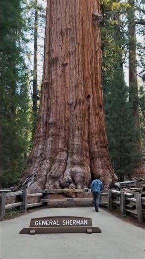 The Largest Tree on Earth