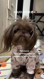7.1K views · 316 reactions | talo na agad kapag si octavia ang nagpaawa at nanghingi ng kanin #reelsvideoシ #cutebaby #funnyreels #shihtzu #dog #dogsoffacebook #dogs #doglover #shihtzulovers #cute | Bellamy&Pawmily | Facebook