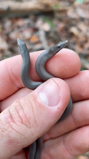 The hatchling Burtons legless lizards are out in the wild! | Sunshine Coast Snake Catchers 24/7