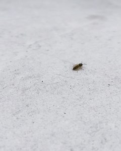 dulcinée on Instagram: "“It is a matter of life and death now, to make something of the moments and the minutes that are passing by. I feel them disappearing, so acutely, and it makes me sick. I cannot bear the acute teleology of existence. Still, I behold the symmetries. The patterns that beg to be seen. When in hibernation, they appear to me as muted - the hummingbird that flutters by is just a hummingbird, even though in the spring it is a message from God.” join me on substack for expressio