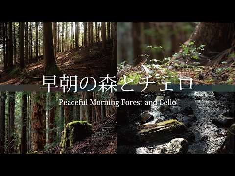 Early morning forest and healing cello: Azumino, Shinshu, Japan | Nature footage and healing cello
