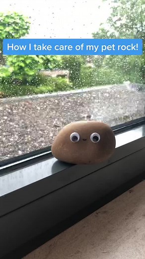 Ultimate Guide: How to Care for Your Pet Rock