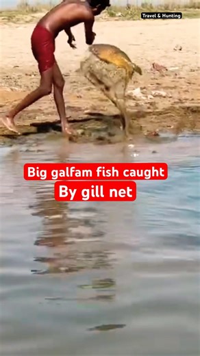 Big galfam fish caught by gill net || fishing in Pakistan
