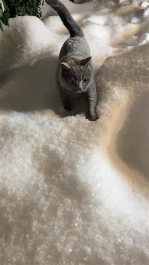 3 blănoși #fy #winteroutfit #fyp #fashionland #furcoat