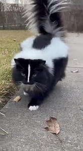 The cutest skunk-kitty on Earth 🦨💕🐱 | PawPawly