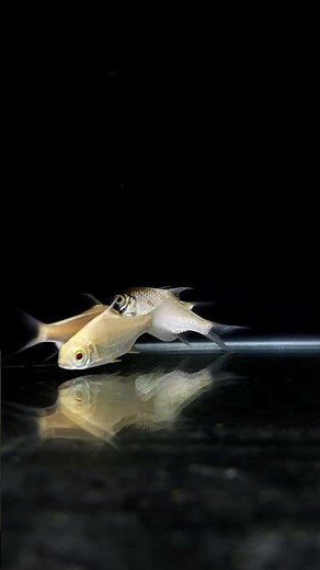 🐟 Albino Tinfoil Barb – The Golden Glow of Your Aquarium ✨ | Liana Fish #shorts