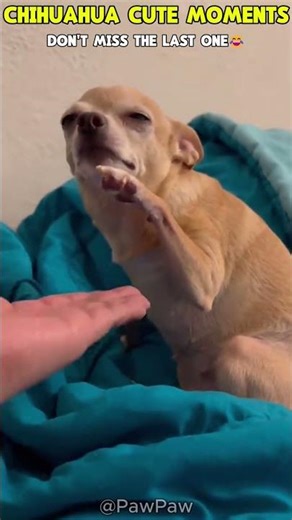 Chihuahua Cute Moments That Will Melt Your Heart 🐶💖#chihuahua #cutedogs #viralshorts