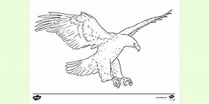 Golden Eagle Colouring Sheet