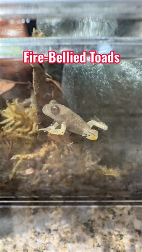 It’s been awhile since we’ve had Fire-bellied Toads in the shop. So cute and tiny.