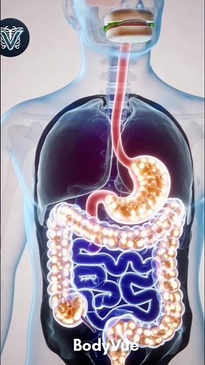 Swallowing: Watch Food Fall to Your Stomach #anatomy #humanbody #3danimation