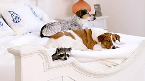 322K views · 1.6K shares | Pumpkin, a raccoon, lives in a house with her two canine best friends, Oreo and Toffee. The raccoon has even taught herself how to use the toilet. #UnlikelyAnimalFriends | National Geographic Animals | Facebook