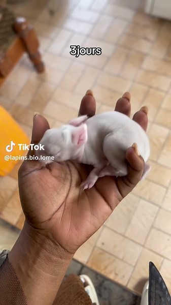 Évolution de notre lapereau au fil des jours