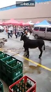 Chinese man killed the donkey