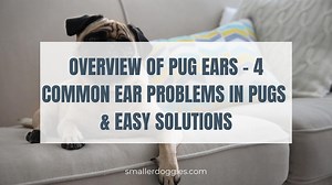 Overview of Pug Ears - 4 Common Ear Problems in Pugs & Easy Solutions - Smaller Doggies