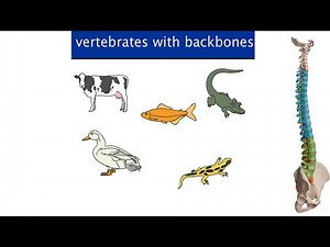 Watch how to sign 'chordate' in American Sign Language.