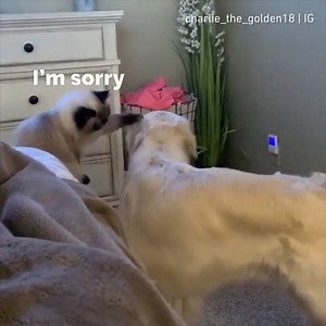 404K views · 3.2K reactions | If even cat says you're a good boi, you must be one. By charlie_the_golden18 & sophie.the.grumpcat | IG | 9GAG | Facebook