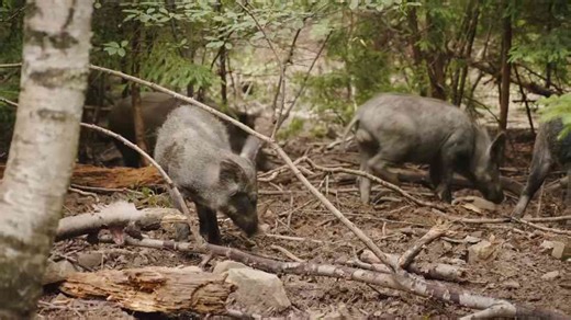 Why Canada’s wildlife is under pressure from invasive species