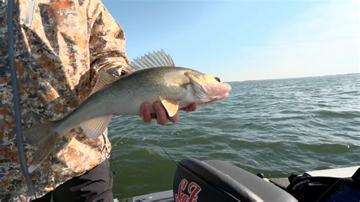Jeremy Smith catches a chunky Lake Leech walleye while out doing some fall fishing. It's hard to beat the good old jig and minnow this time of year. #fallfishing #lundboats #minnkota #walleye | Lindner's Angling Edge