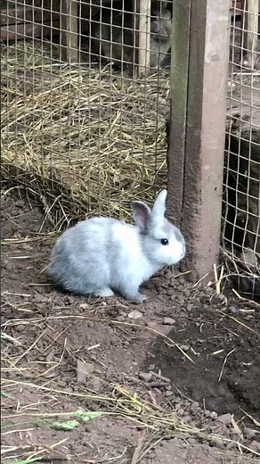 happy baby bunny binky (vertical short)
