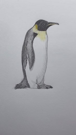 Mark Liam Smith on Instagram: "Draw a penguin 🐧 Easy drawing lesson for beginners on how to draw a penguin. #drawinglesson #howtodraw"