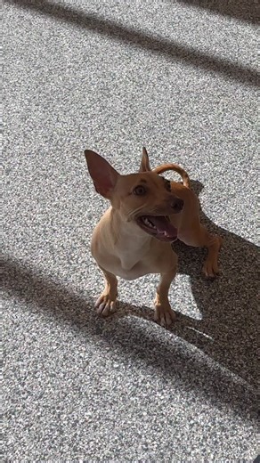 The Labelle Foundation on Instagram: "🖤🪄Dobby 🪄🖤 Please meet Dobby! He is a 8-month-old Chihuahua mix! Pup’s Story 📖 Dobby was rescued as a bottle baby! Love Letters from Foster 💌 Dobby is a very soft, smart, spunky little dude who loves dashing figure 8’s around your ankles, chewing large pieces of cardboard to show how macho he is, and frolicking in the garden. He 90% knows sit, is making progress house training with the “peepee” command, fully knows how to use a dog door (learned in 24 