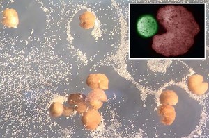 Scientists say world’s first living robots can now reproduce