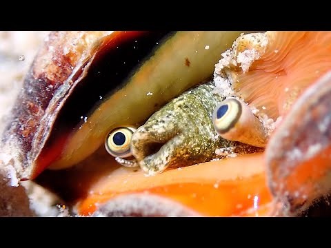 Conch Showing Its Eyes Looks Like Something From A Sci-fi Film