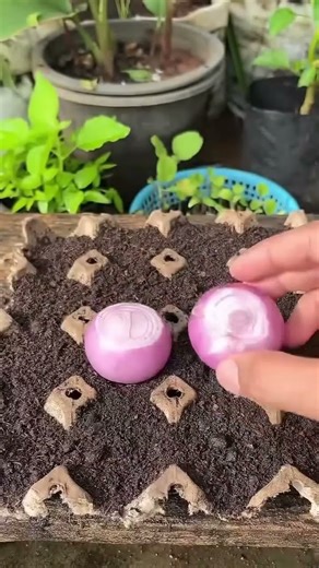 how to plant shallots #shorts