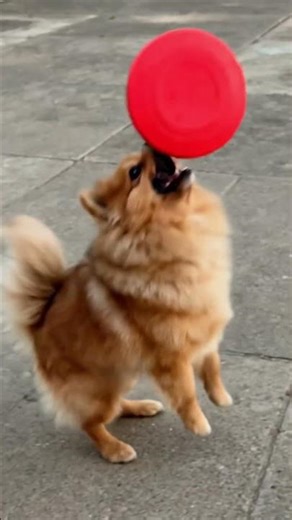 Dog tries to catch Frisbee
