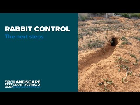 Rabbit control: the next steps