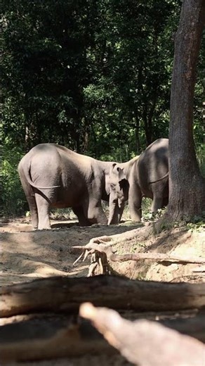 Wild Elephants in Action 🐘 | Raw Jungle Moments from Bardia National Park #Shorts