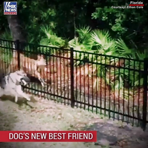 A deer and a dog make an unlikely duo, but these two animals became fast friends chasing each other near a Florida home. | Fox News