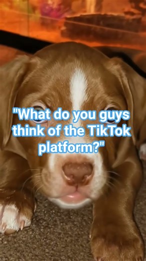 Mr Woofles time to talk! #dog #puppy