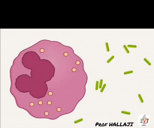 Phagocytose : Étapes essentielles pour l'immunité