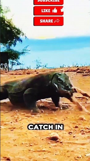 Why Komodo Dragons Target Goats – Instinct, Hunger, and Survival #shorts #komododragon #animal