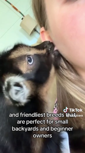 Friendly Goat Breeds Ideal for Small Backyards in the US