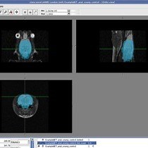 Video: The Use of Pharmacological-challenge fMRI in Pre-clinical Research: Application to the 5-HT System