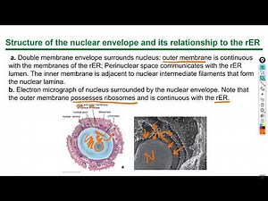 Histology lecture 1, chapter 3